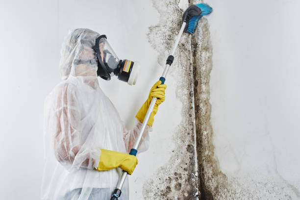 Professional Mold Removal in Brookville, OH