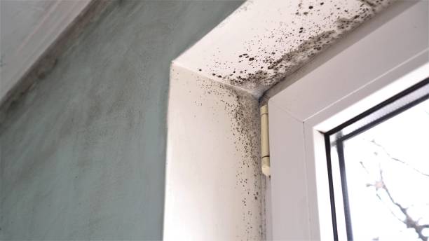 Best Fast Mold Removal  in Brookville, OH