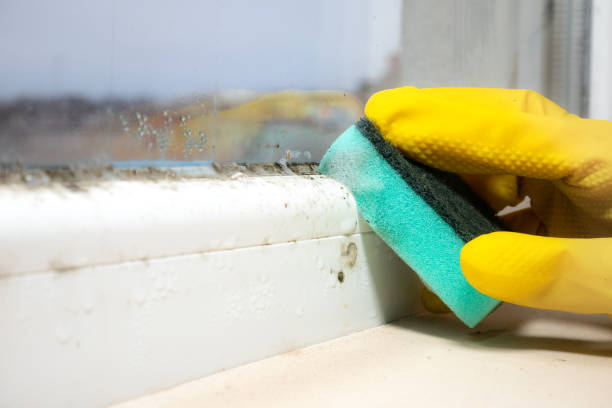 Best Water Damage Restoration  in Brookville, OH